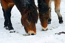 Exmoor ponies grazing in snow, (Equus caballus) Aurochs breeding site run by The Taurus Foundation, Keent Nature Reserve, The Netherlands.