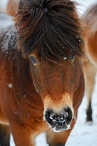 Exmoor pony in snow, (Equus caballus) Aurochs breeding site run by The Taurus Foundation, Keent Nature Reserve, The Netherlands.