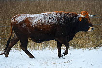 Limia cow (Bos taurus) in snow, Aurochs breeding site run by The Taurus Foundation, Keent Nature Reserve, The Netherlands.
