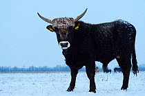 Bull (Bos taurus) in snow, Aurochs breeding site run by The Taurus Foundation, Keent Nature Reserve, The Netherlands.