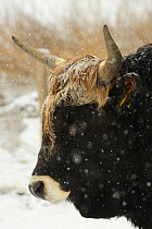 Bull (Bos taurus) profile in snow, Aurochs breeding site run by The Taurus Foundation, Keent Nature Reserve, The Netherlands.