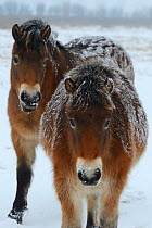 Exmoor ponies (Equus caballus) Aurochs breeding site run by The Taurus Foundation, Keent Nature Reserve, The Netherlands.