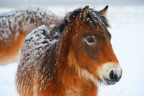 Exmoor ponies (Equus caballus) in snow, Aurochs breeding site run by The Taurus Foundation, Keent Nature Reserve, The Netherlands.