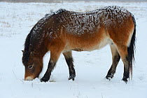 Exmoor pony (Equus caballus) grazing in snow, Aurochs breeding site run by The Taurus Foundation, Keent Nature Reserve, The Netherlands.