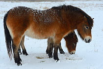 Exmoor ponies (Equus caballus) grazing in snow, Aurochs breeding site run by The Taurus Foundation, Keent Nature Reserve, The Netherlands.