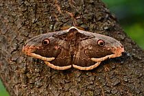 Giant peacock moth (Saturnia pyri) Studen Kladenets reserve, Eastern Rhodope Mountains, Bulgaria, May.