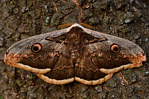 Giant peacock moth (Saturnia pyri) Studen Kladenets reserve, Eastern Rhodope Mountains, Bulgaria, May.