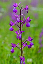 Loose-Flowered Orchid (Orchis laxiflora) in flower, Bela Reka, Eastern Rhodope Mountains, Bulgaria, May.