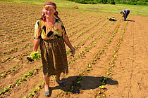 Turkish lady growing tobacco, Bela Reka, Eastern Rhodope Mountains, Bulgaria, May 2013.