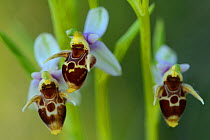 Woodcock orchid, (Ophrys cornuta/scolopax) Bela Reka, Eastern Rhodope Mountains, Bulgaria, May.