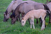 Wild living, reintroduced Konik horses, Sbor abandoned village, Eastern Rhodope Mountains, Bulgaria, May.
