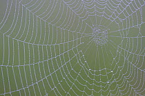 Spiders web (Araneidae sp) covered in dew, Eastern Rhodope Mountains, Bulgaria, May.