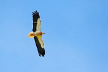 Egyptian vulture (Neophron percnopterus) in flight, Madzharovo, Eastern Rhodope Mountains, Bulgaria, May 2013, endangered species.