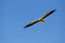 Egyptian vulture (Neophron percnopterus) in flight, Madzharovo, Eastern Rhodope Mountains, Bulgaria, May 2013, endangered species.