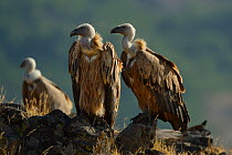 Griffon vulture (Gyps fulvus) group on rocks, Madzharovo, Eastern Rhodope Mountains, Bulgaria, May 2013.