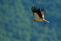 Egyptian vulture (Neophron percnopterus) adult in flight, Madzharovo, Eastern Rhodope Mountains, Bulgaria, May 2013, endangered species.
