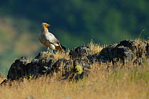 Egyptian vulture (Neophron percnopterus) adult, Madzharovo, Eastern Rhodope Mountains, Bulgaria, May 2013, endangered species.