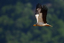 Egyptian vulture (Neophron percnopterus) adult in flight, Madzharovo, Eastern Rhodope Mountains, Bulgaria, May 2013, endangered species.