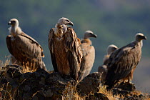 Griffon vultures (Gyps fulvus) Madzharovo, Eastern Rhodope Mountains, Bulgaria, May 2013.
