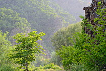 Arda river canyon, Madzharovo, Eastern Rhodope Mountains, Bulgaria, May 2013.
