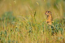 European ground squirrel (Spermophilus citellus) standing in grass, Sakar Mountains, Eastern Rhodope Mountains, Bulgaria, May.
