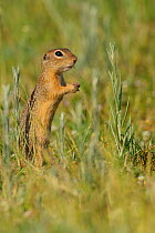 European ground squirrel (Spermophilus citellus) standing in grass, Sakar Mountains, Eastern Rhodope Mountains, Bulgaria, May.
