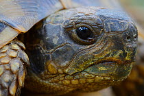 Greek Tortoise or Spur-thighed tortoise (Testudo graeca) Eastern Rhodope Mountains, Bulgaria, May 2013.