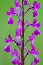 Loose-Flowered Orchid (Orchis laxiflora) Bela Reka, Eastern Rhodope Mountains, Bulgaria, May 2013.