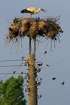 White stork (Ciconia ciconia) with nest on telegraph pole with Spanish sparrows (Passer hispanicus) breeding underneath, Eastern Rhodope Mountains, Bulgaria, May 2013.