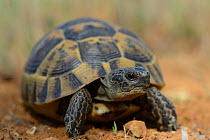 Spur-thighed tortoise (Testudo graeca) Eastern Rhodope Mountains, Bulgaria, May.
