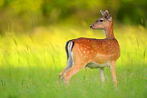 Fallow deer (Dama dama) male, Studen Kladenets reserve, Eastern Rhodope Mountains, Bulgaria, May 2013.