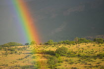 Rainbow over landscape grazed by Fallow deer (Dama dama) Studen Kladenets reserve, Eastern Rhodope Mountains, Bulgaria, May 2013.