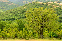 Oak tree (Quercus pubescens) in a landscape grazed by Fallow deer, (Dama dama) Studen Kladenets reserve, Eastern Rhodope Mountains, Bulgaria, May 2013.