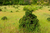 Crown of Thorns (Paliurus spina-christi) bush, grazed by Fallow deer (Dama dama) Studen Kladenets reserve, Eastern Rhodope Mountains, Bulgaria, May 2013.