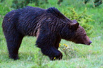 Eurasian brown bear (Ursus arctos) near Deven, Western Rhodope Mountains, Bulgaria, May 2013.