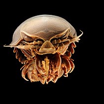 Giant deep-sea isopod (Bathynomus giganteus) Picture was taken in cooperation with the Zoological Museum University of Hamburg