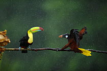 Keel billed toucan (Ramphastos sulfuratus) in aggressive encounter with Montezuma Oropendola (Psarocolius montezuma) in rain, Laguna del Lagarto, Santa Rita, Costa Rica. Front cover bookplate of the H...