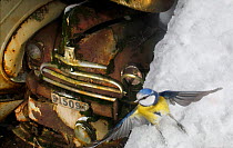 Blue tit (Cyanistes caeruleus) taking off in the snow, with old cars in the background, Bastnas, Sweden, February. Winner of the Fritz Polking Prize at the GDT competition 2013 and winner of the Portf...