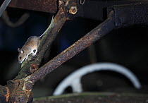 Wood mouse (Apodemus sylvaticus) inside an old car, Bastnas, Sweden, February. Winner of the Fritz Polking Prize at the GDT competition 2013 and winner of the Portfolio category in the Melvita Nature...