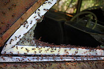 Wood ants (Formica rufa) around the edge of a broken window in an old car, Bastnas, Sweden, July. Winner of the Fritz Polking Prize at the GDT competition 2013 and winner of the Portfolio category in...