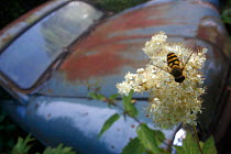 Hoverfly (Syrphidae) on a Fern-leaf dropwort (Filipendula vulgaris) flower, with an old car in the background, Bastnas, Sweden, July. Winner of the Fritz Polking Prize at the GDT competition 2013.