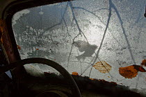 Silhouette of a Blue tit (Cyanistes / Parus caeruleus) seen through the windscreen of an old car, Bastnas, Sweden, December. Winner of the Fritz Polking Prize at the GDT competition 2013 and winner of...