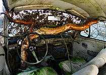 Birch tree (Betula) growing inside an old car, Bastnas, Sweden, January. Winner of the Fritz Polking Prize at the GDT competition 2013.