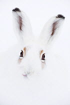 Mountain hare (Lepus timidus) portrait. Vauldalen, Sor-Trondelag, Norway. Highly commended in the GDT 2013 Competition.