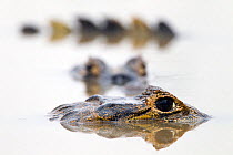 Spectacled caiman (Caiman crocodilus) resting in shrinking pool, Pouso Alegre lodge. Pantanal, Brazil. Highly commended in the Other Animals Category of the GDT competition 2013.