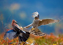 Sparrowhawk (Accipiter nisus) attacking Jay (Garrulus glandarius) Telemark, Norway, September