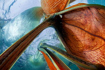 Dalmatian pelicans (Pelecanus crispus) underwater view of group feeding, Lake Kirkini, Greece. Highly commended in the GDT competition 2013. Commended in the Wildlife Photographer of the Year Awards c...