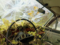 Interior of old abandoned car, with nettles growing inside and a smashed windscreen, Varmland, Sweden
