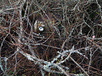 One car headlight visible through a tangle of branches in a 'car graveyard' Bastnas, Sweden. January