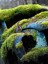 Red squirrel (Sciurus vulgaris) feeding sat on moss covered car in 'car graveyard' , Bastnas, Sweden. January
